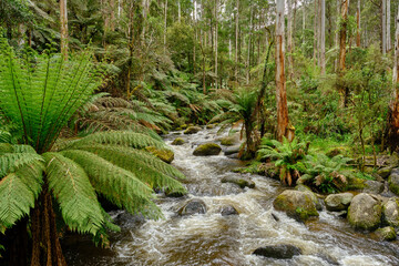 The Toorongo River is a perennial river of the West Gippsland catchment, located in the West Gippsland region of the Australian state of Victoria.