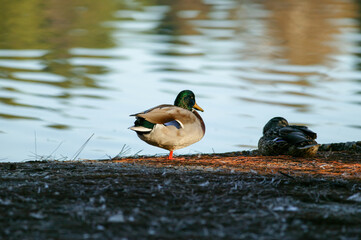 Duck by a Lake