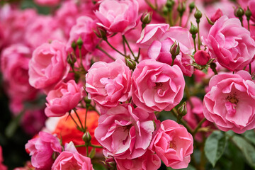 Floribunda - Latin for "many flowering", these roses bear many flowers held in large clusters, blooming continuously from summer through to late autumn.