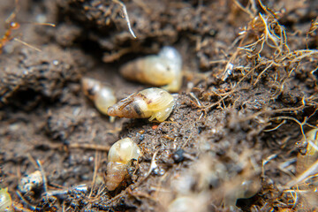 Sumpil or stick tip snail (Subulina octona) is a type of land snail that belongs to the Subulinidae tribe. 