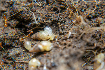 Sumpil or stick tip snail (Subulina octona) is a type of land snail that belongs to the Subulinidae tribe. 