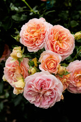 Floribunda - Latin for 