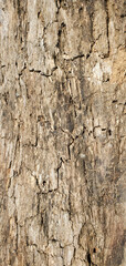 The rustic look of this aging tree trunk/bark is exceptionally beautiful. 