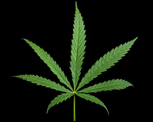 Green leaf of cannabis, isolated on black background