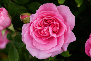 Floribunda - Latin for 