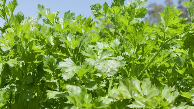 Fresh green leafy celery (apium graveolens) vegetable field growing with dense leaves ready to harvest