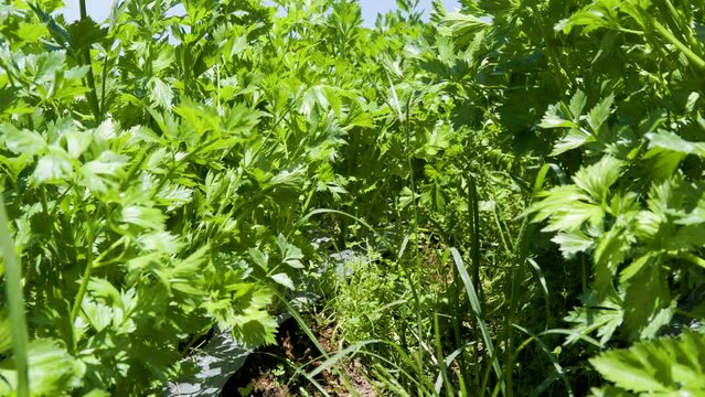 Fresh green leafy celery (apium graveolens) vegetable field growing with dense leaves ready to harvest