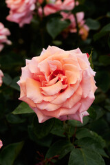 Floribunda - Latin for 