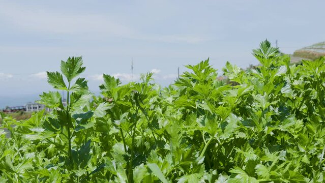 Fresh green leafy celery (apium graveolens) vegetable field growing with dense leaves ready to harvest
