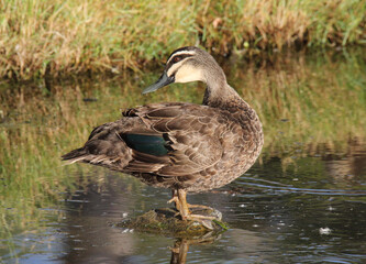 Pacific black duck bird standing on a rock in a pond of water