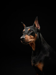 Standard pinscher on a black background. Portrait of a dog in the studio. beautiful pet