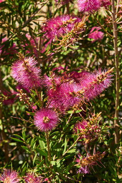 Callistemon species have commonly been referred to as bottlebrushes because of their cylindrical, brush like flowers resembling a traditional bottle brush. They are mostly found in the more temperate 