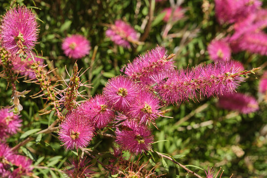 Callistemon species have commonly been referred to as bottlebrushes because of their cylindrical, brush like flowers resembling a traditional bottle brush. They are mostly found in the more temperate 