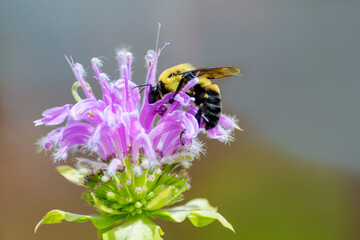 Bumble bee feeding from a bee balm flower close up