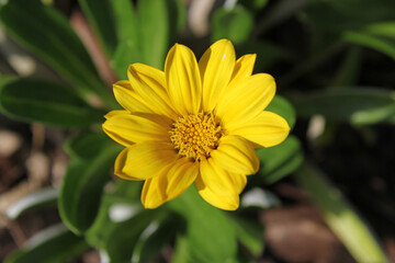 Yellow flower on a gazania plant in a garden