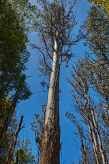 Fototapeta premium Mountain Ash Trees, and Manna Gums of the Black Spur ,Healesville, Victoria.