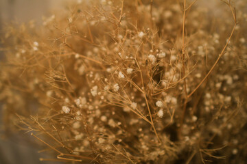 Dried flower near window decoration. Abstract natural, beige, pink background in the interior, with neutral colors.