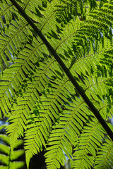 Fototapeta premium Australian Tree Ferns, Tree ferns are found growing in tropical and subtropical areas worldwide, as well as cool to temperate rainforests in Australia, New Zealand and neighbouring regions