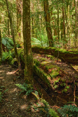 Yarra Ranges National Park is part of an Aboriginal cultural landscape in the traditional Country of the Wurundjeri People. Parks Victoria respects the deep and continuing connection that Wurundjeri
