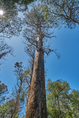 Mountain Ash Trees, and Manna Gums of the Black Spur ,Healesville, Victoria.