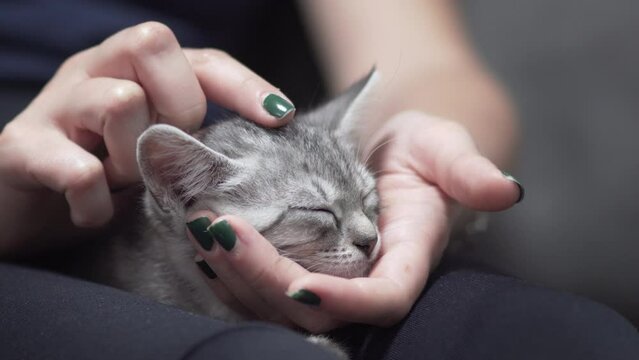Cute gray tabby kitten in total relaxation, resting in the lap of his owner and purring