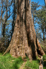 Obraz premium Mountain Ash Trees, and Manna Gums of the Black Spur ,Healesville, Victoria.