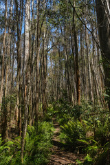 Fototapeta premium Mountain Ash Trees, and Manna Gums of the Black Spur ,Healesville, Victoria.