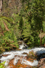Yarra Ranges National Park is part of an Aboriginal cultural landscape in the traditional Country of the Wurundjeri People. Parks Victoria respects the deep and continuing connection that Wurundjeri