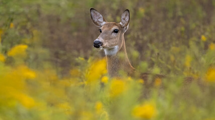  White-tailed Female Deer Grazing in a Field of Goldenrods. A stunning capture of a serene and peaceful scene in the wild.  Wildlife photography. 