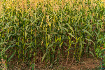 The corn or maize in the sweet corn field. waiting for harvest.