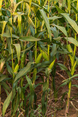 The corn or maize in the sweet corn field. waiting for harvest.