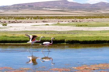 Two Anande flamingos walking in the shallow water of a red color river in Torres del Paine NP, Chile. The Andean flamingo is a species of flamingo native to the Andes mountains of South America. 