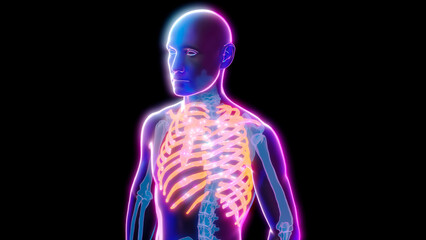 human body anatomy, skeleton, ribs