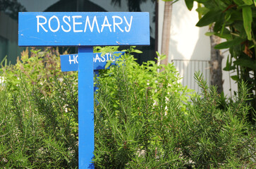 Fototapeta na wymiar Herb garden. Close-up of wooden rosemary sign in herb garden in front of fresh rosemary plant. 