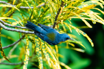 Tropical Parula (Setophaga pitiayumi) is a small New World warbler. It is a small passerine bird.