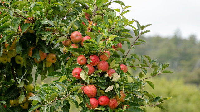 Red Apples of the Apple Isle, Tasmania.