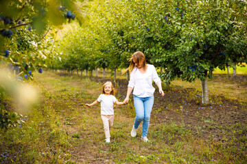 Naklejka na ściany i meble Mother and daughter are playing and running around a plum orchard on a beautiful morning.