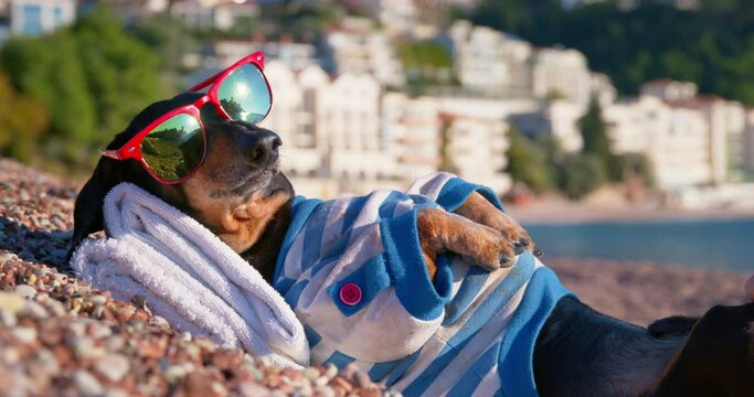 Dachshund tourist lies on sea pebble beach and enjoys sunbathing at seaside resort. Domestic dog wearing sunglasses looks around putting head on terry towel