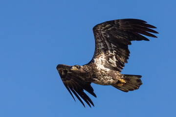 Juvenlie Bald Eagle in Flight