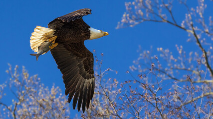 Bald Eagle heading back to the nest with Breakfast in early Spring