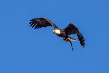 Bald Eagle with a fish in its talons