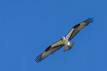 Osprey in search of food