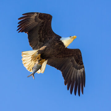 Close up of Bald Eagle heading back to the nest with Breakfast flying directly overhead