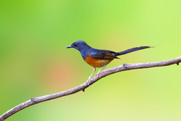 Beautiful White-rumped shama perched on a branch in tropical forest.
