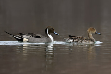 Male and Female Northern Pintails swimming in dark water
