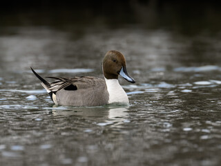 Male Northern Pintail swimming in dark water