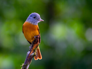 Gray-hooded Attila on stick in Atlantic Forest, Brazil