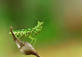 Praying Mantis