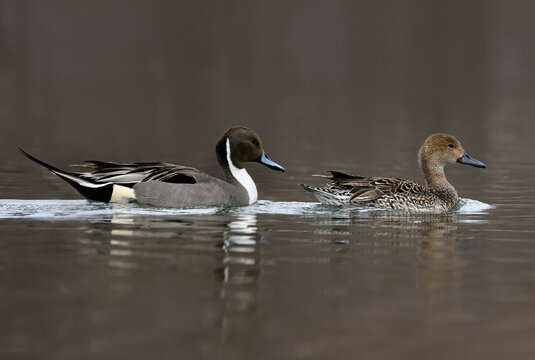 Male and Female Northern Pintails swimming in dark water