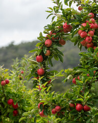 Red Apples of the Apple Isle, Tasmania.
